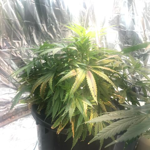 Pablo Escobar growlog timeline photo