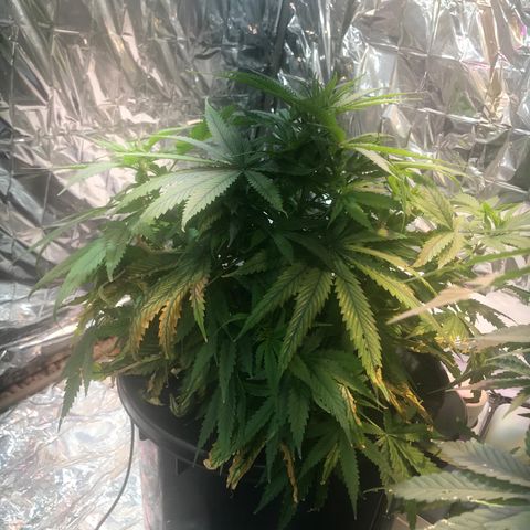 Pablo Escobar growlog timeline photo