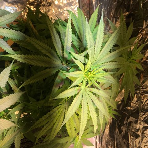 Pablo Escobar growlog timeline photo