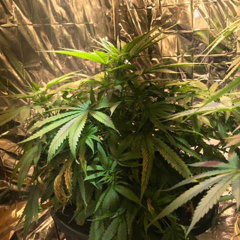 Pablo Escobar growlog timeline photo