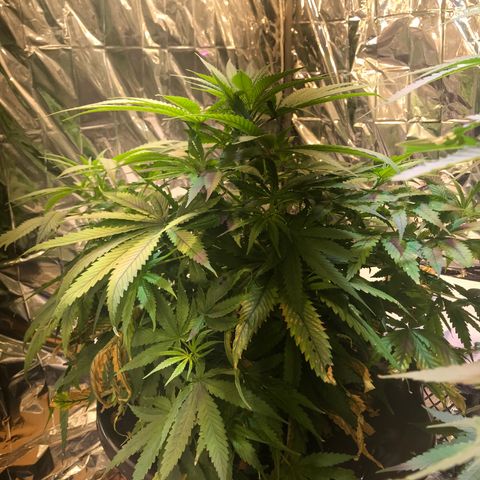 Pablo Escobar growlog timeline photo