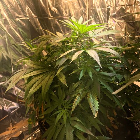 Pablo Escobar growlog timeline photo