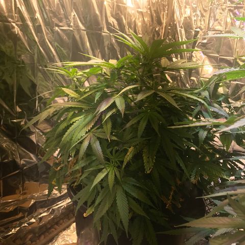 Pablo Escobar growlog timeline photo