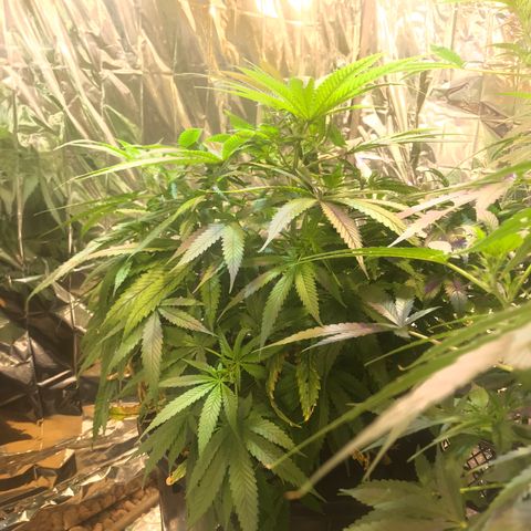 Pablo Escobar growlog timeline photo