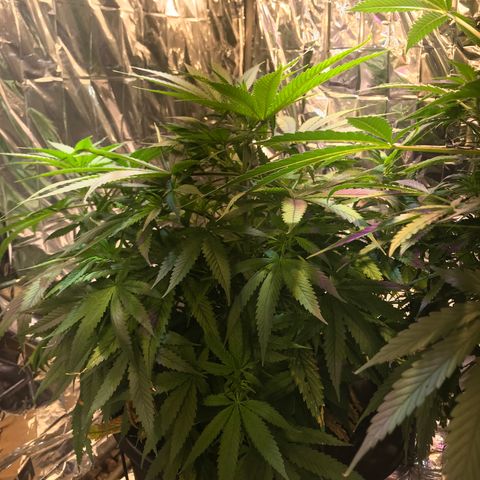 Pablo Escobar growlog timeline photo