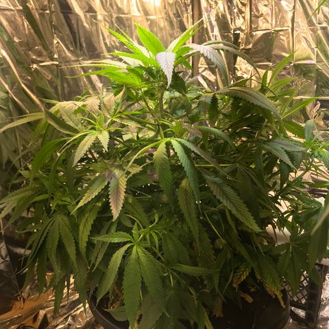 Pablo Escobar growlog timeline photo