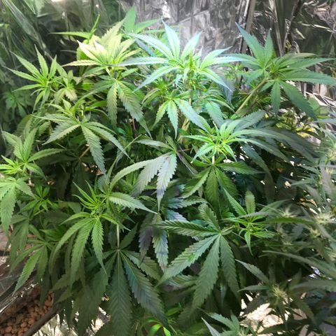Pablo Escobar growlog timeline photo