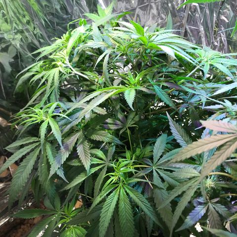 Pablo Escobar growlog timeline photo
