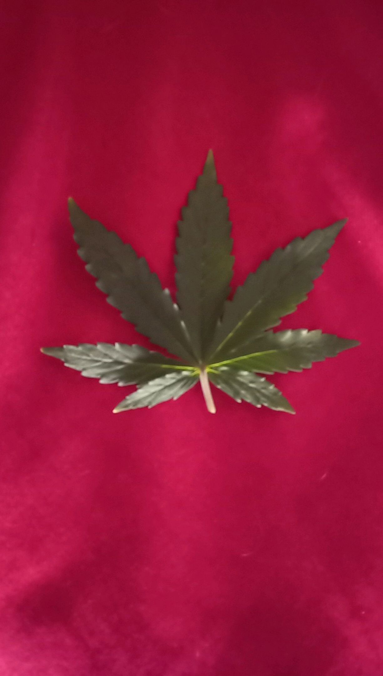 Royal Critical Automatic growlog header