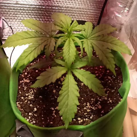 Royal Critical Automatic growlog photo
