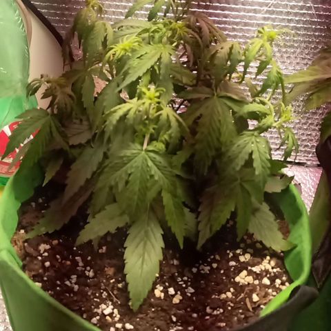 Royal Critical Automatic growlog photo