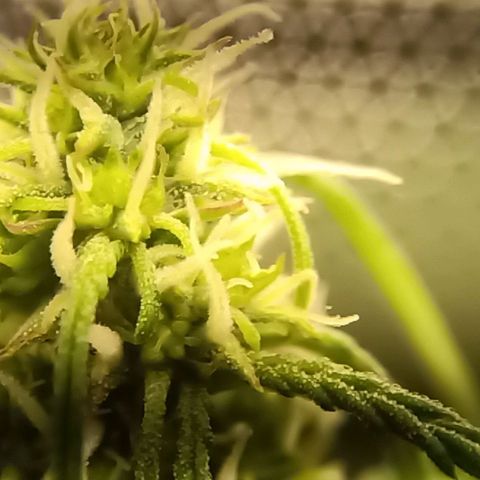 Royal Critical Automatic growlog photo