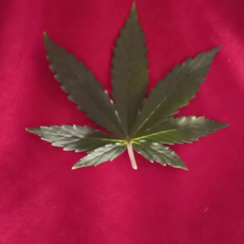 Royal Critical Automatic growlog photo