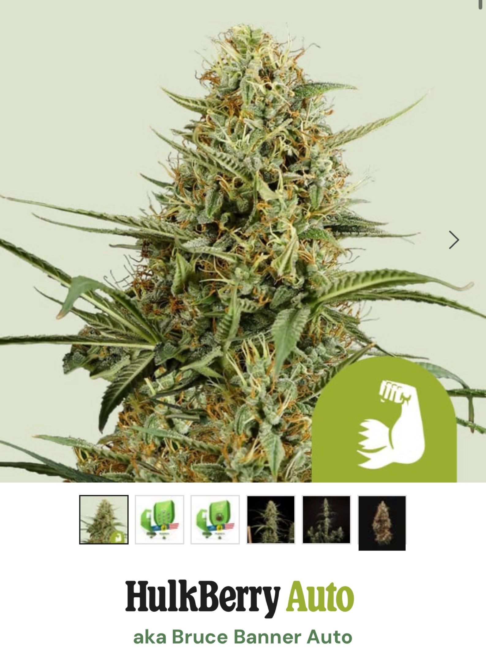 HulkBerry Automatic growlog header
