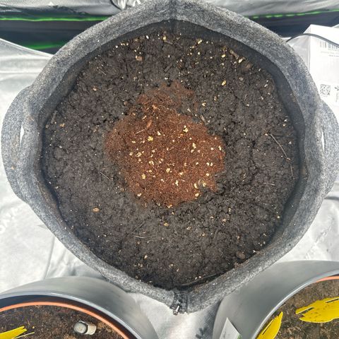 HulkBerry Automatic growlog photo