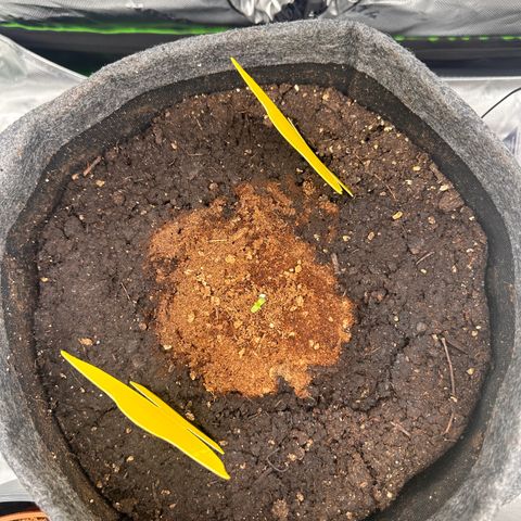 HulkBerry Automatic growlog photo