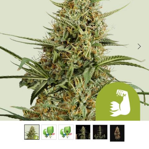 HulkBerry Automatic growlog photo