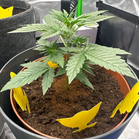 Cherry Pie Automatic growlog timeline photo