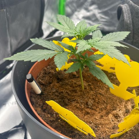 Easy Bud Automatic growlog timeline photo