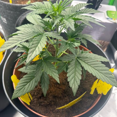 Cherry Pie Automatic growlog timeline photo