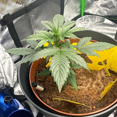 Easy Bud Automatic growlog timeline photo