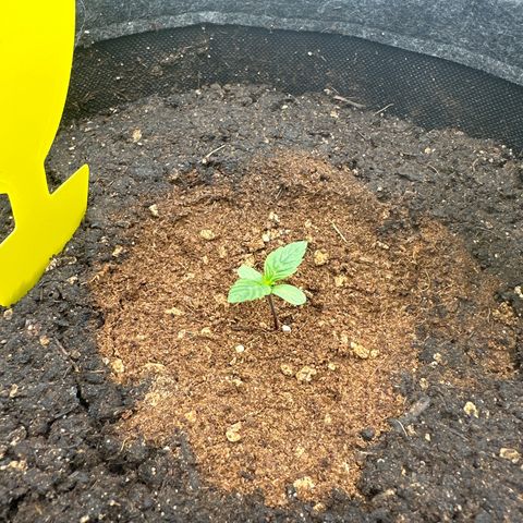 HulkBerry Automatic growlog timeline photo