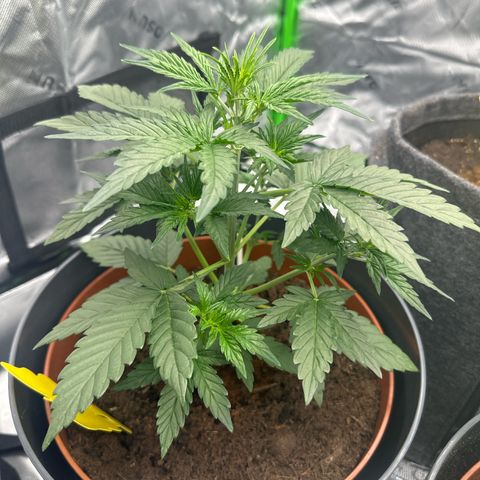Cherry Pie Automatic growlog timeline photo