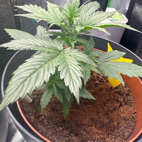 Easy Bud Automatic growlog timeline photo