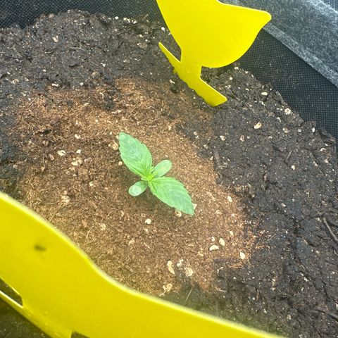 HulkBerry Automatic growlog timeline photo