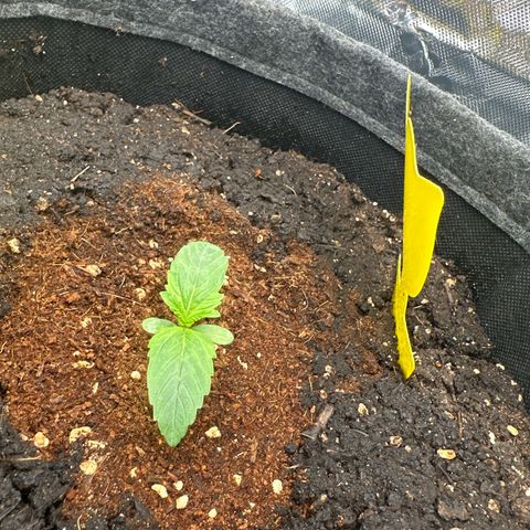 HulkBerry Automatic growlog timeline photo