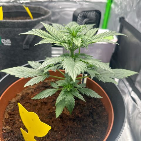 Easy Bud Automatic growlog timeline photo