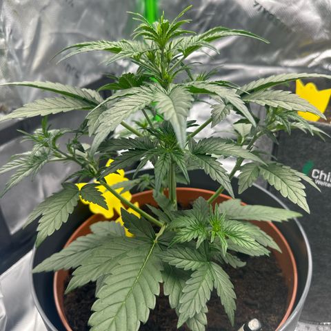 Cherry Pie Automatic growlog timeline photo