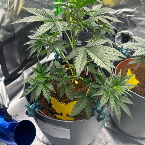 Cherry Pie Automatic growlog timeline photo