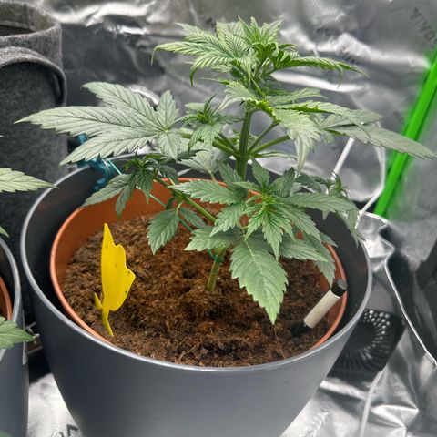 Easy Bud Automatic growlog timeline photo
