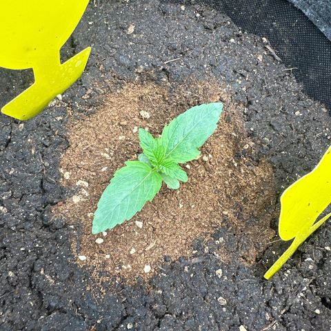 HulkBerry Automatic growlog timeline photo