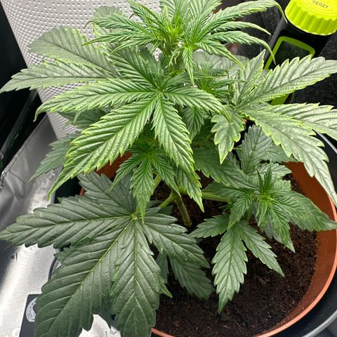 Easy Bud Automatic growlog photo: looks a little like nutrient burnt