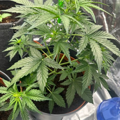 Cherry Pie Automatic growlog photo: removed lst for flush