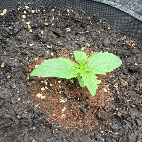 Easy Bud Automatic growlog timeline photo