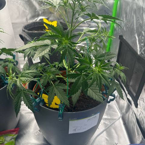 Cherry Pie Automatic growlog timeline photo