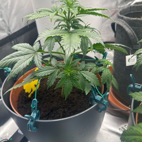 Easy Bud Automatic growlog timeline photo