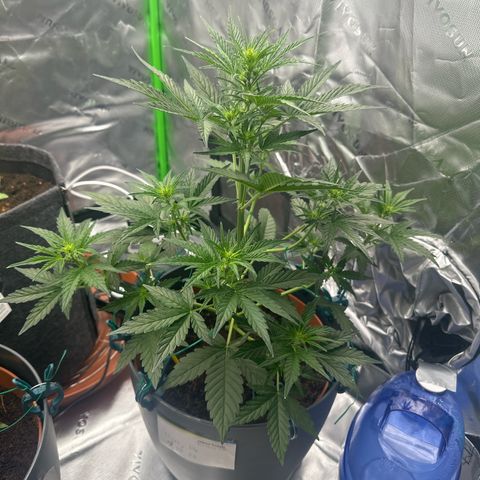 Cherry Pie Automatic growlog timeline photo