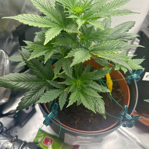 Easy Bud Automatic growlog timeline photo