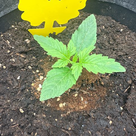 HulkBerry Automatic growlog timeline photo