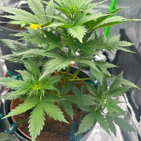 Easy Bud Automatic growlog timeline photo