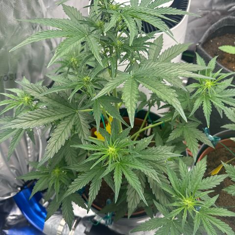 Cherry Pie Automatic growlog timeline photo