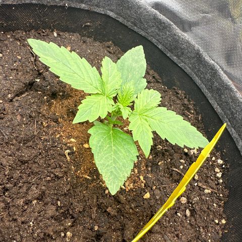 HulkBerry Automatic growlog timeline photo