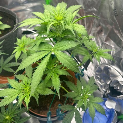 Easy Bud Automatic growlog timeline photo