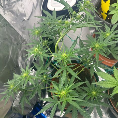 Cherry Pie Automatic growlog timeline photo