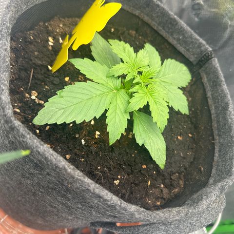 HulkBerry Automatic growlog timeline photo