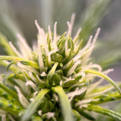 Cherry Pie Automatic growlog timeline photo
